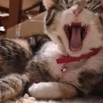 a calico cat yawning