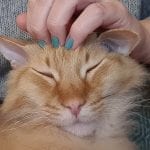 an orange cat being pet on the head