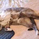 a grey and white cat showing her belly