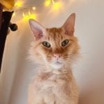 an orange half-hairless cat looking at camera