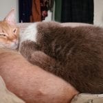 a grey and white cat sleeping on top of a half hairless orange cat