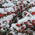 snow on a tree with red berries