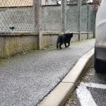 a black cat walking away