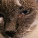 close up of a grey and white cat