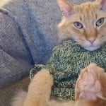 an orange cat in a green sweater sitting on a person wearing a grey sweater