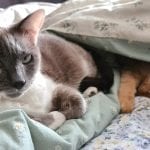 a grey and white cat looking to camera, next to her is an orange cat sleeping under a duvet