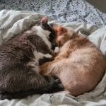 a grey and white cat and a half hairless orange cat sleeping with their paws tucked under each other