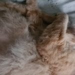 a half hairless orange cat sleeping