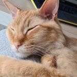 a half hairless orange cat sleeping on a person's leg