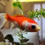 an orange and white fish