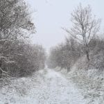 snowy path through trees