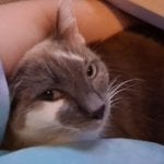 a grey and white cat snuggled in a lap