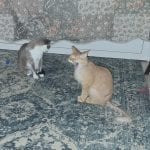 a half hairless orange cat yawning and a grey and white cat looking away