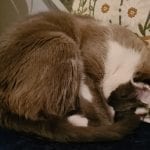 a grey and white cat curled in a ball