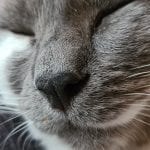 close up of a grey and white cat's face