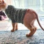 a half hairless cat in a green sweater