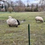 sheep in a field