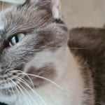 a grey and white cat being pet in a lap