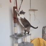 a grey and white cat standing next to and using a scratching post