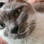 a grey and white cat in a lap