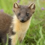 a pine marten