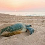 a leatherback sea turtle on a beach at sunset