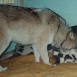 wolf and cat on a bed