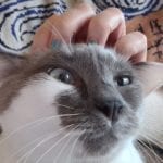 a grey and white cat being pet on the head