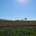 a field of crops with trees at the top of a slight hill in the distance