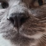 close up of a grey and white cat's face