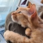 a half-hairless orange cat on a lap looking out a window