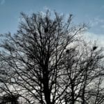 leafless trees on a blue sky