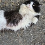 a fluffy black and white cat laying on their back