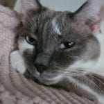 a grey and white cat resting her head on her paw