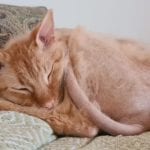 a half hairless orange cat curled up sleeping