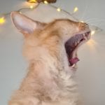 a half hairless orange cat yawning