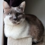 grey and white cat sitting on a cat tree