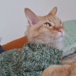 orange cat in a green sweater