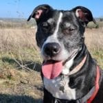 a black and white dog in a field