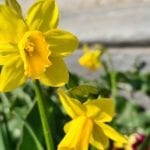 daffodils