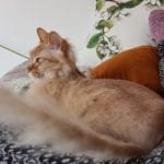 a half-hairless orange cat laying between someone's legs