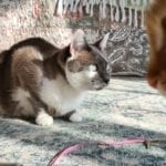 a grey and white cat crouched, an orange cat's face looking the other way out of focus