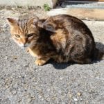 a brown and orange stripy tabby cat squinting in the sun