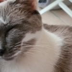 a grey and white cat in a lap being pet