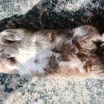 a grey and white cat laying on her back in the sun on a rug