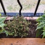 2 fern plants and a heath plant in a window box