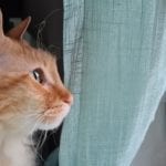 an orange cat looking out a window