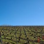 vineyard and blue sky