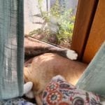 two cats in a window sill