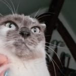 a grey and white cat being pet, photo taken from underneath her